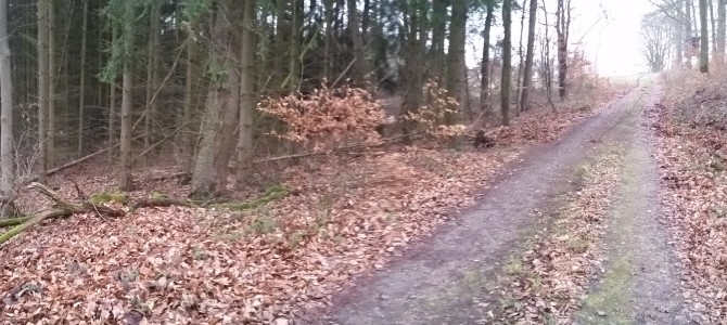 Etwas zum Wald Etwas zum Wald