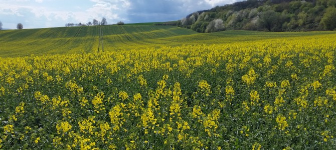 5. Tourenvorschlag: Rundweg von Erbach über Hattenheim nach Erbach