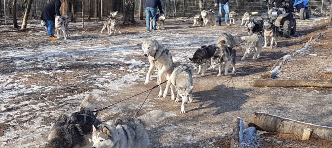 Besser als Las Vegas und Hagenbeck zusammen?!-Der Tier- und Erlebnispark Bell im Hunsrück