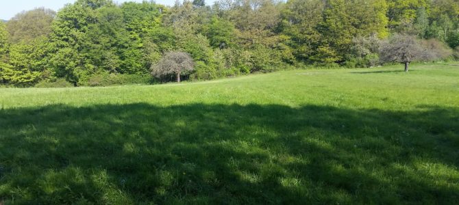 Wilder Hunsrück