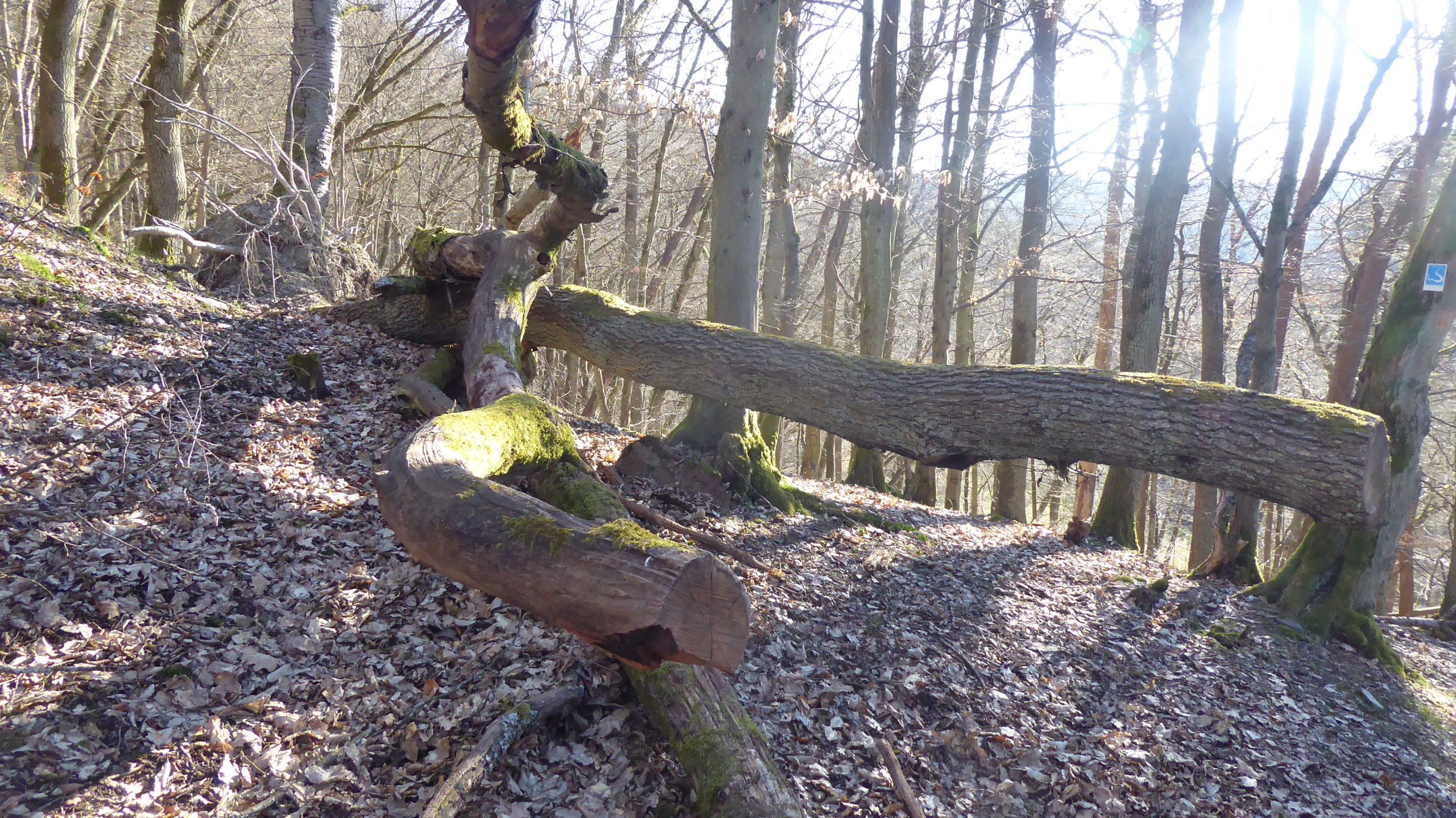Eine wunderschöne Wanderung im Wispertal